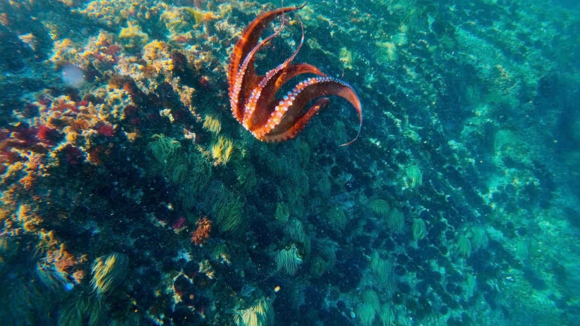 Octopus: 10 surprising facts