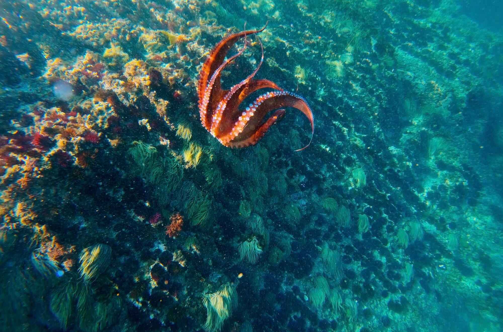 Octopus: 10 surprising facts